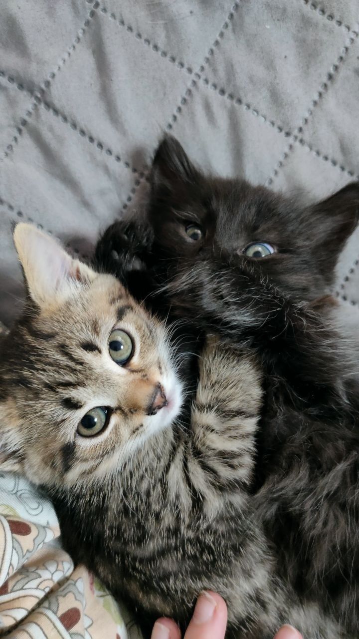 Котята ,дівчата в добрі ручки