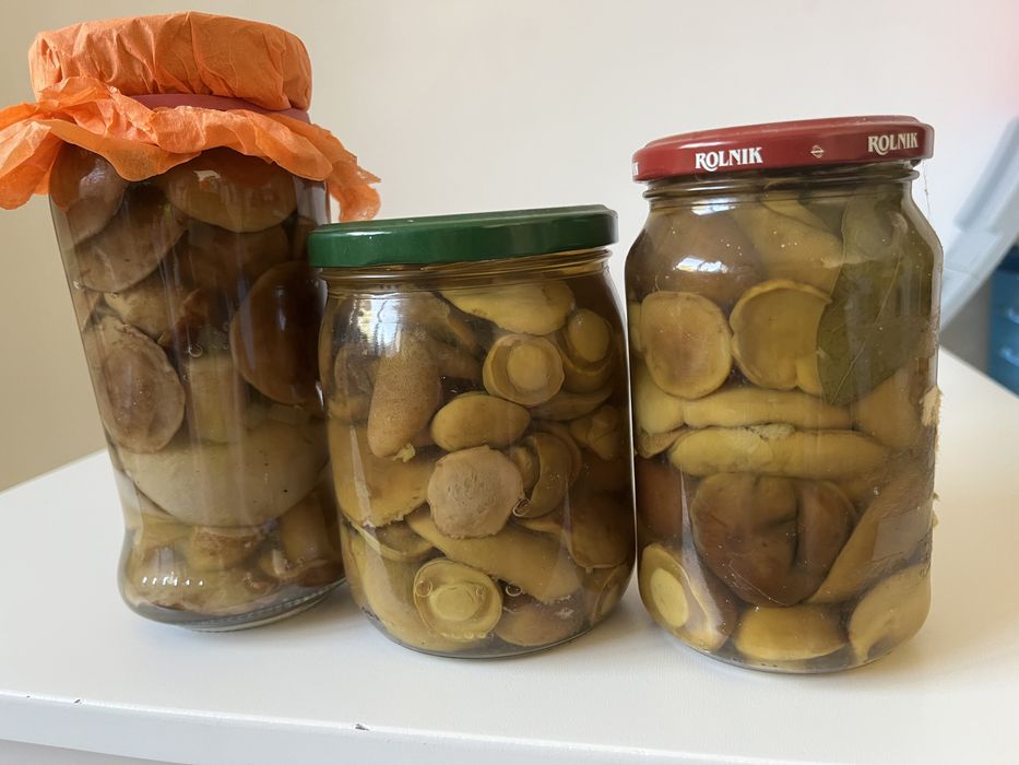 Grzyby grzybki w occie w zalewie octowej podgrzybki koźlarki
