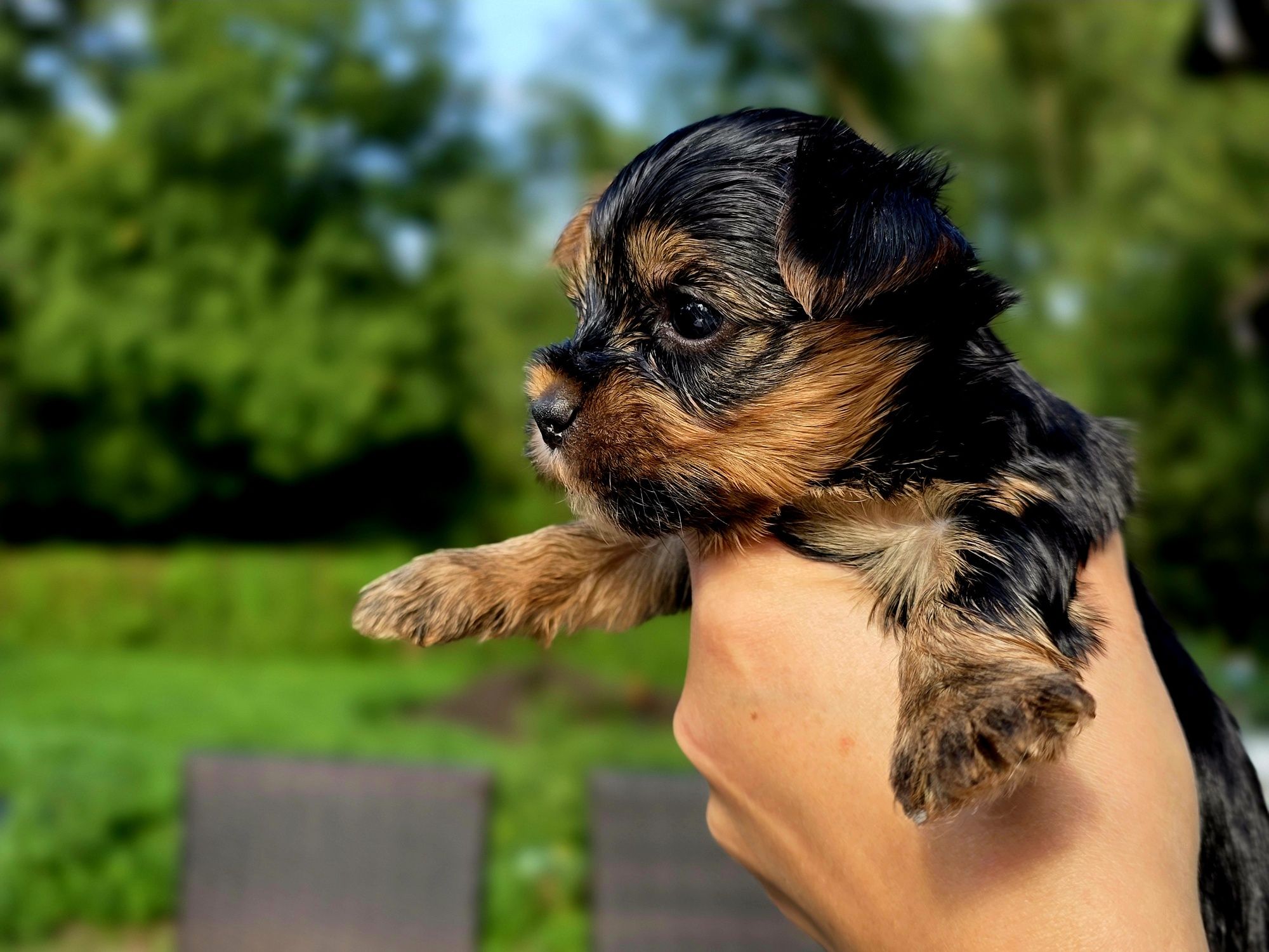 Yorkshire Terrier szczeniak piesek wyprawka, metryka nie są mini