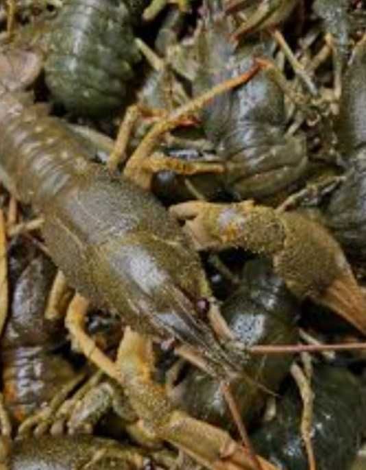 Продаю живи раки с доставкой