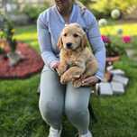 Golden retriever szczeniak