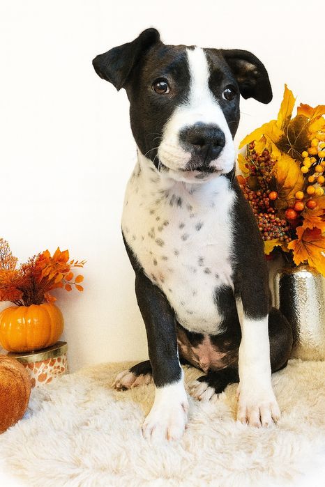 Cudowny i rodzinny piesek amstaff!