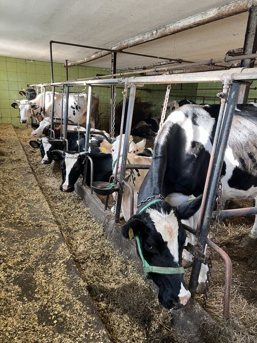 Sprzedam 14 krów mlecznych (pierwiastki i po drugim cielaku)