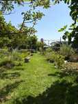Transformação de jardins em Florestas Comestíveis - Regenerativas