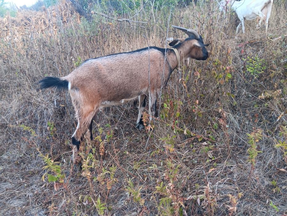 Продам козочку  первокотка