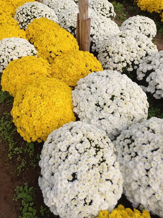 Chryzantemy drobnokwiatowe