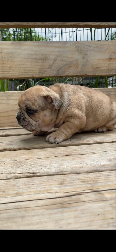 Big rope blue fawn merle дівчинка