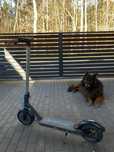 hulajnoga motus scooty 10 lite