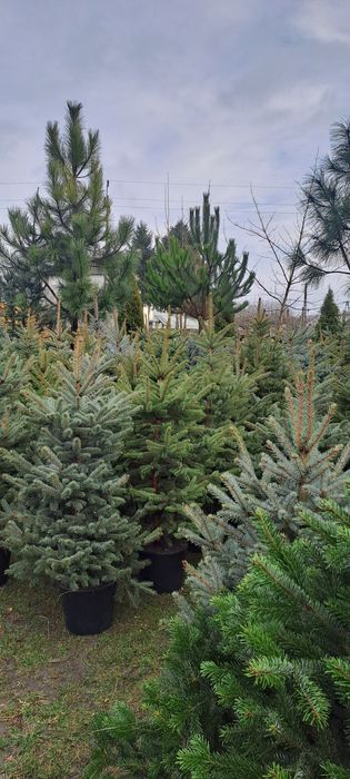 Świerk Srebrny , Pospolity Choinki z własnej plantacji