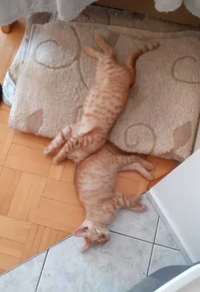 Rude kocie maluszki Rudziki szukają domków