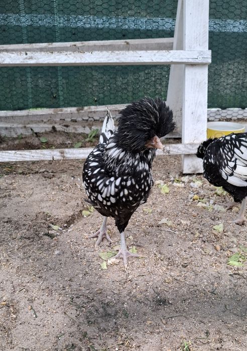 Kogut czubatki srebrnej miniaturowej