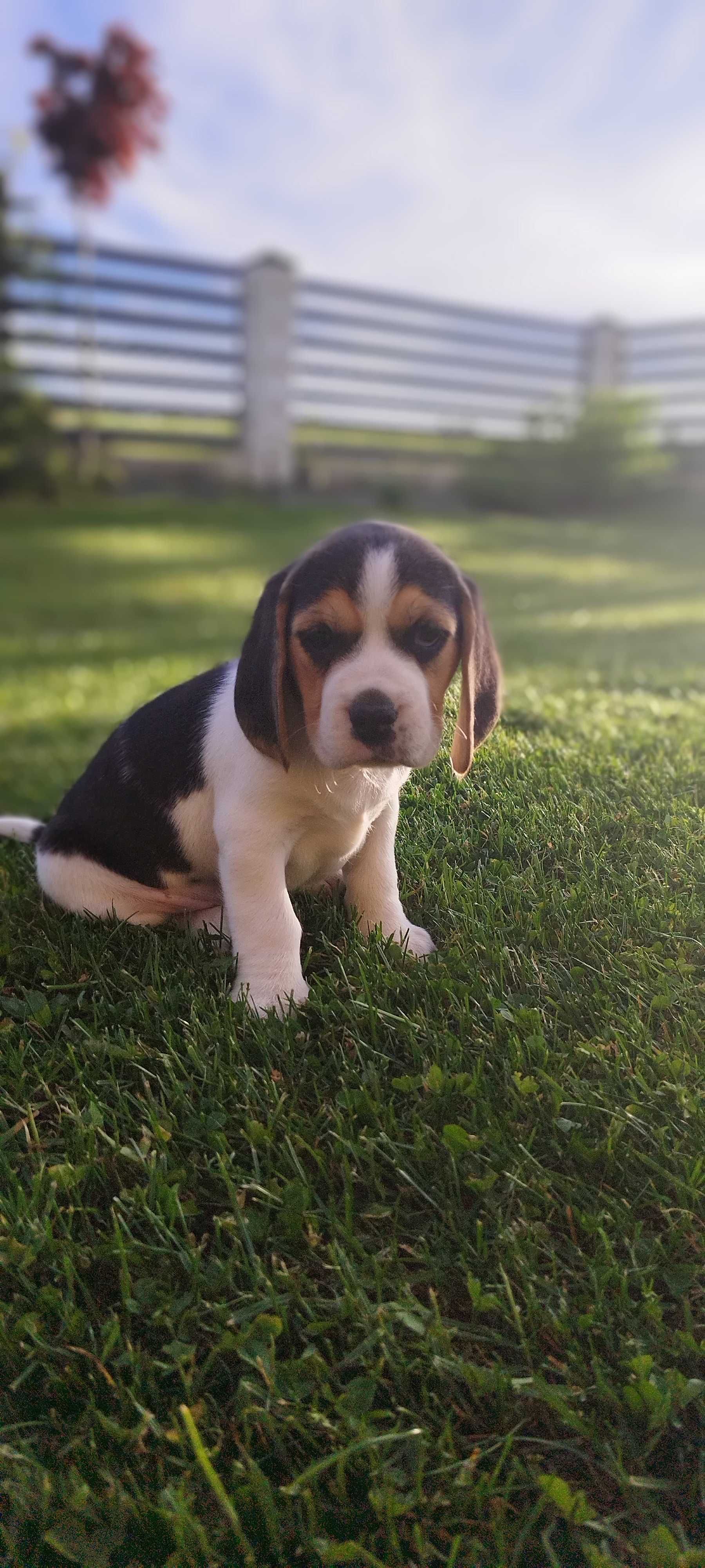 TriColor Beagle „Suczka'' Rodowód