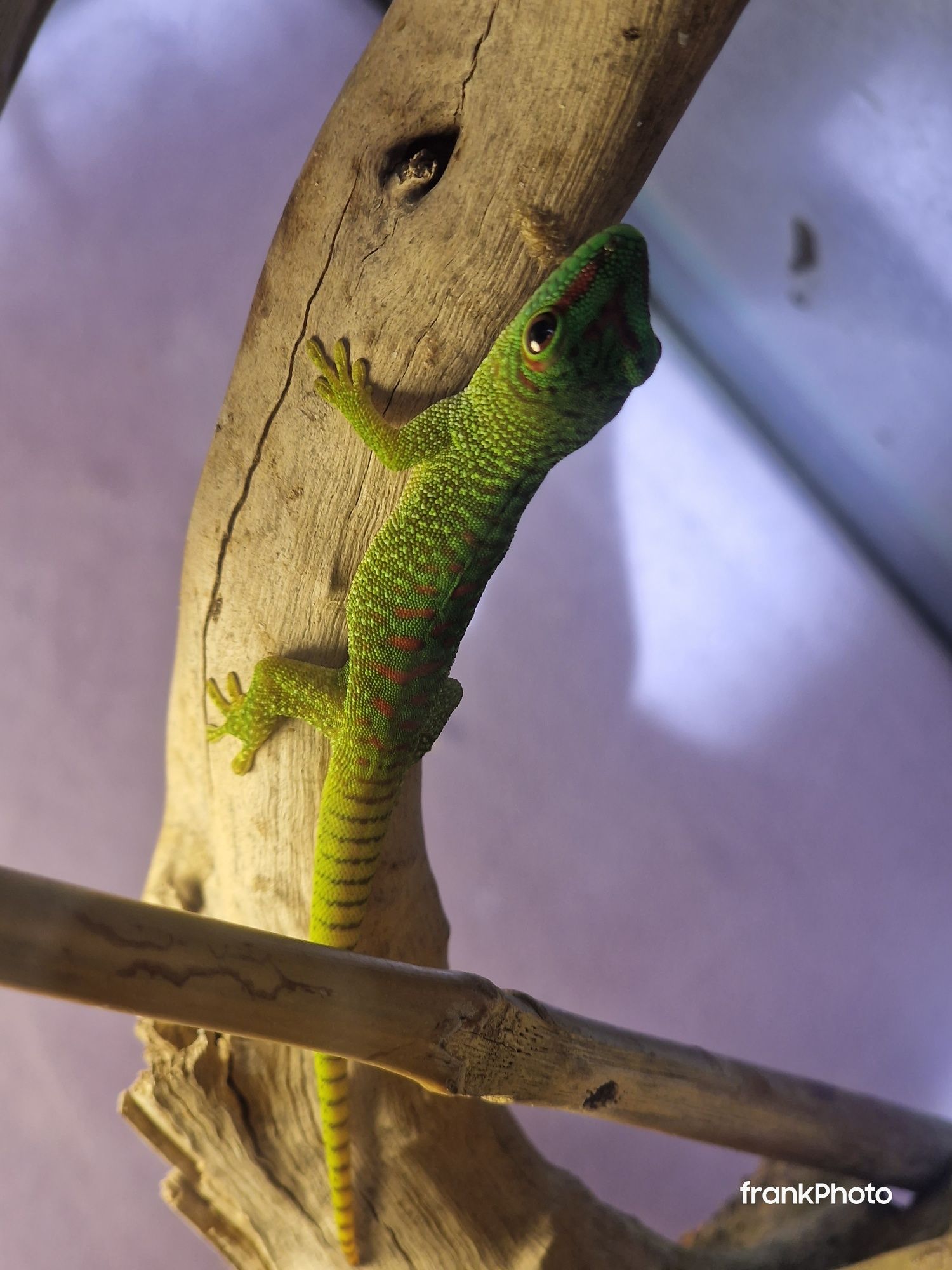 Dniówka madagaskarksa. Młode, podrostki, samczyki oraz samiczki