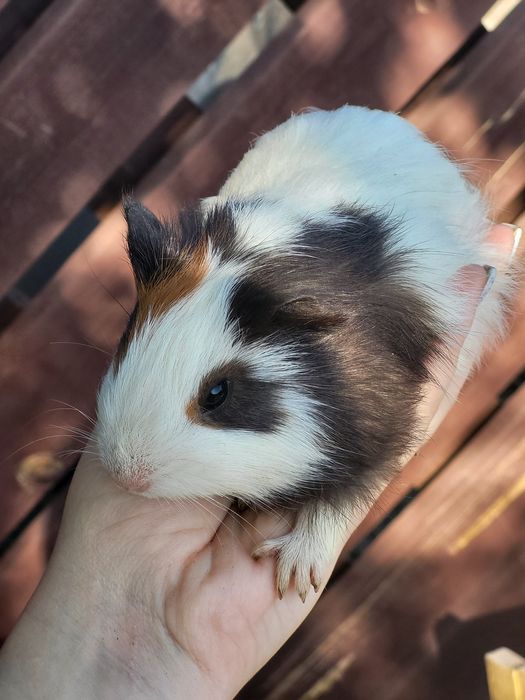 Морские свинки разных пород