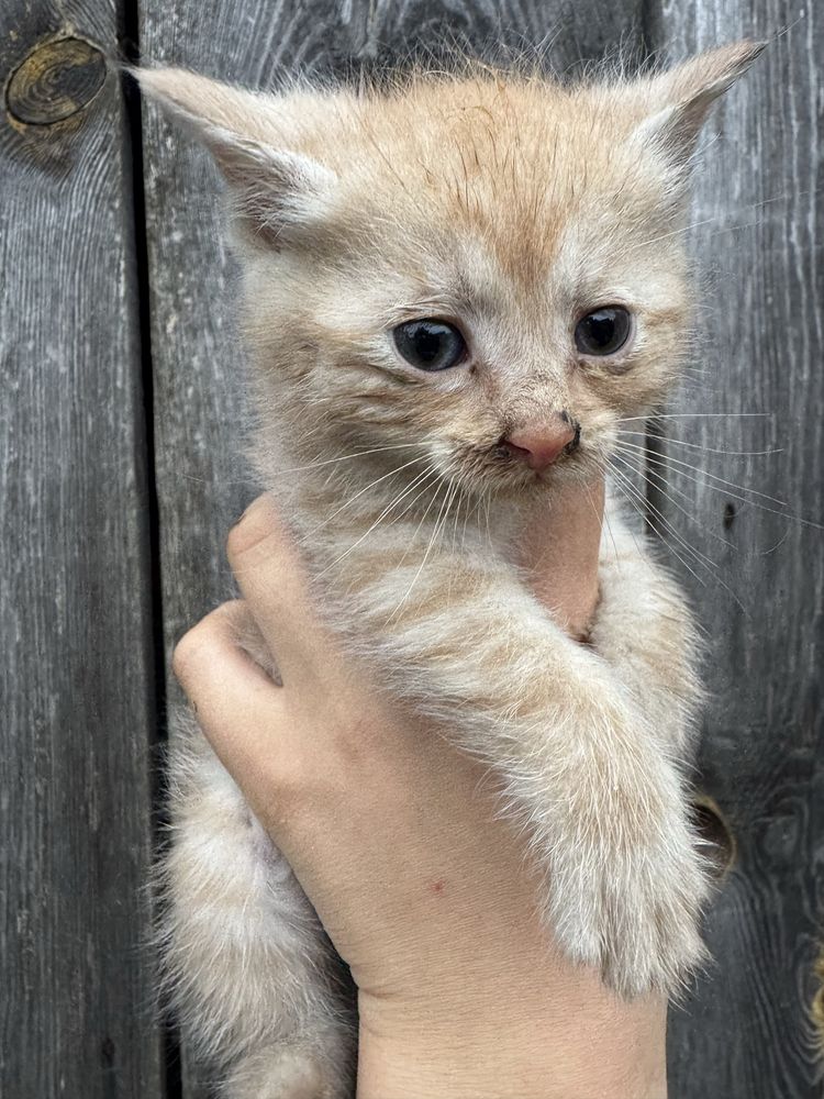 Kotki do adopcji