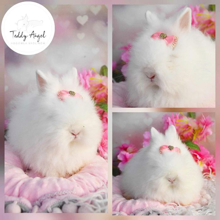 Królik Niebieski /Karzełek Teddy Mini Lop/Hodowla zarejestrowana