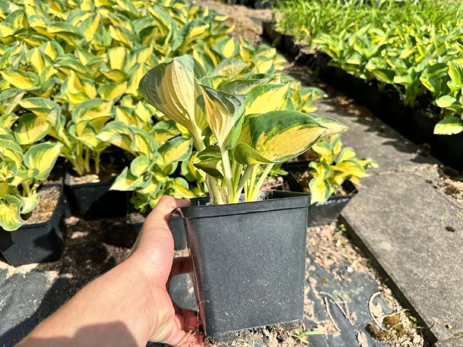 Funkia Hosta 'Great Expectations' W DONICZCE, Żółta Dekoracyjna