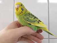 Волнистые попугаи - цветные пернатые друзья ищут новый дом