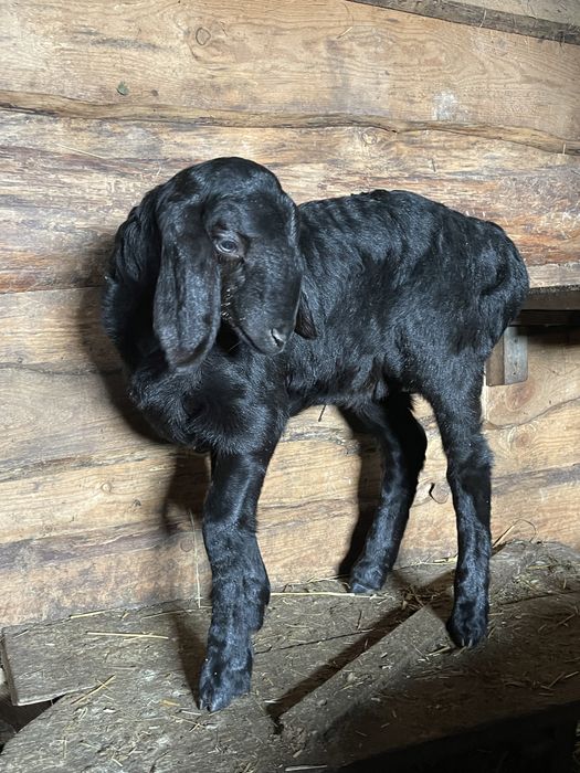 Продажа ягнят гиссарской породы баранов