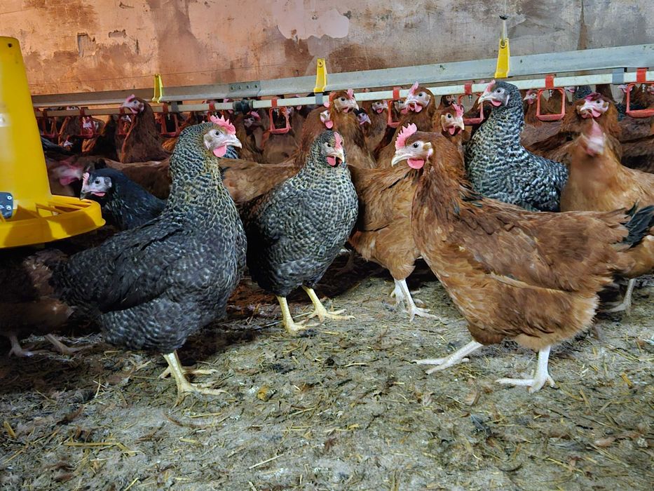 Młode kury nioski odchowane Rosa kolor i brązowa dowoz gratis