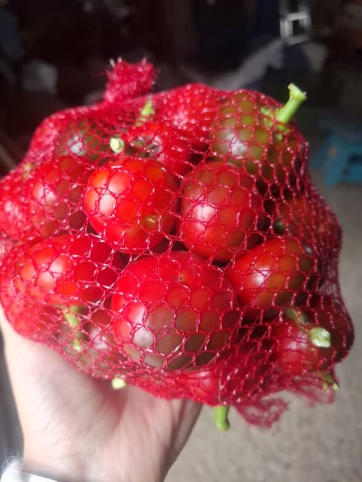 Papryka ostra kulki chery