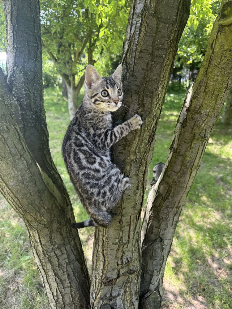 kocurek bengalski srebrny Rozetowy GOTOWY DO ODBIORU