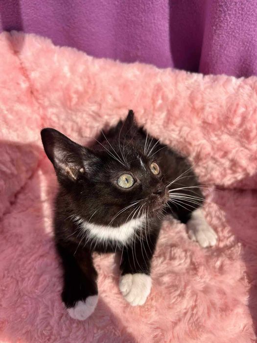 Sylwina do adopcji.