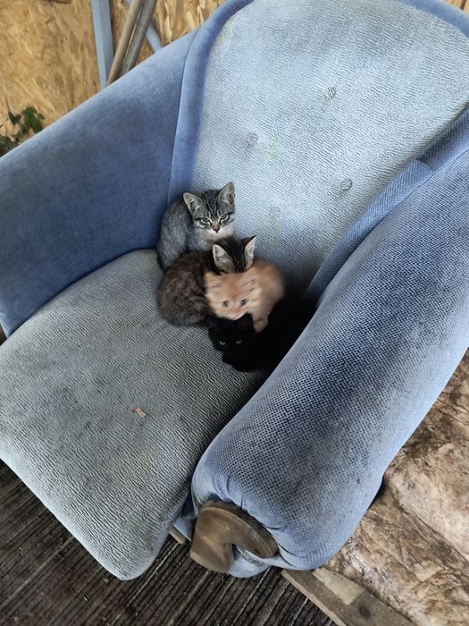 Кошенята віддамо у добрі руки
