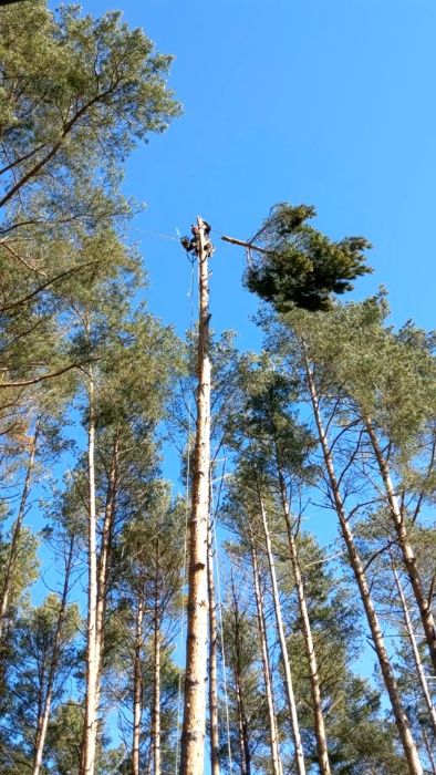 Arborysta, wycinka i pielęgnacja drzew trudnych Świebodzin i okolice