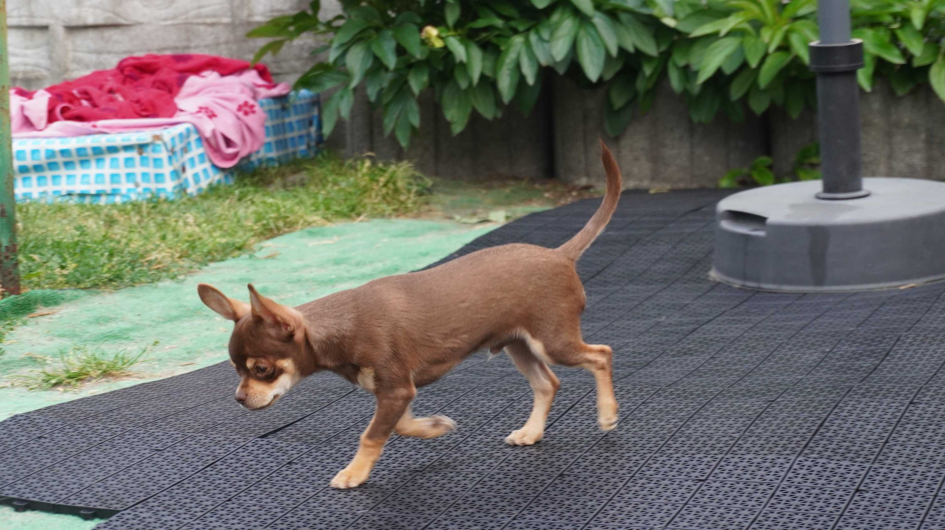 Czekoladowy piesek Chihuahua krótkowłosy - ZKwP/FCI