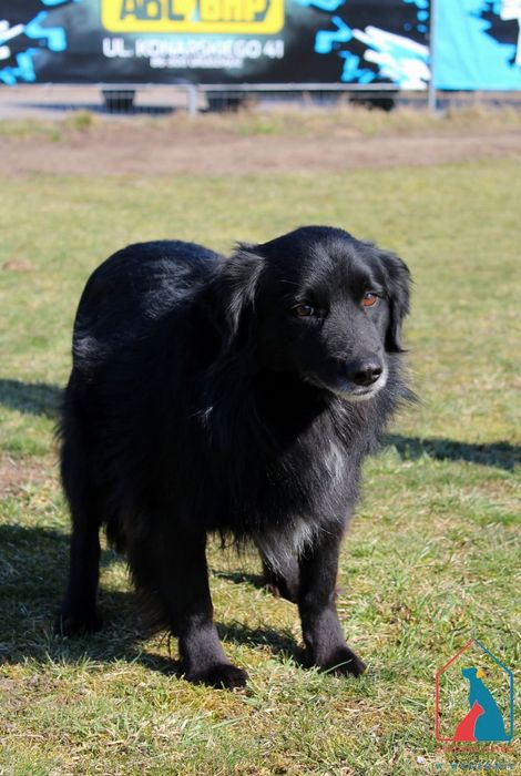 Levis 207/24 - SZUKA DOMU!