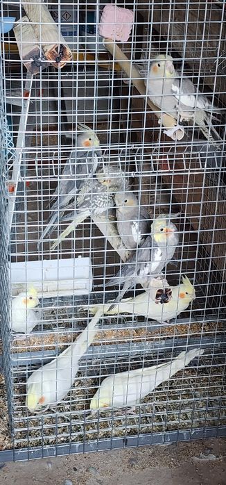 Aves caturras 2025