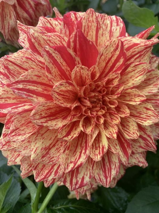 Георгіни,жоржини