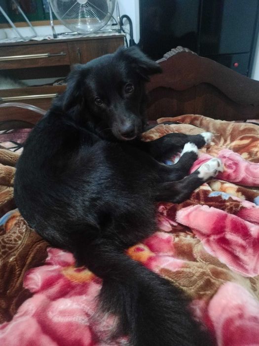 Cão de 9 meses para adoção consciente