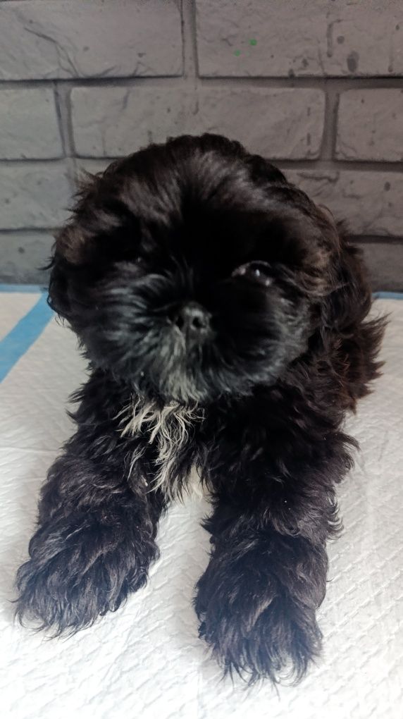 Shih tzu .Już do odbioru.