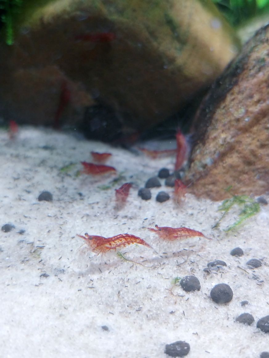 Krewetki Red Cherry Neocaridina davidi