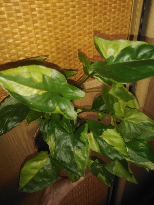 Продам різні сорта сингониумы, филодендроны, сциндапсусы, епипремнуми