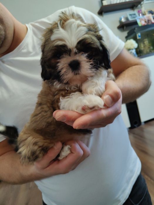 Śliczna Suczka Shih Tzu z rodowodem