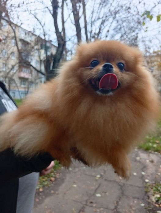 Мини девочка!  КСУ