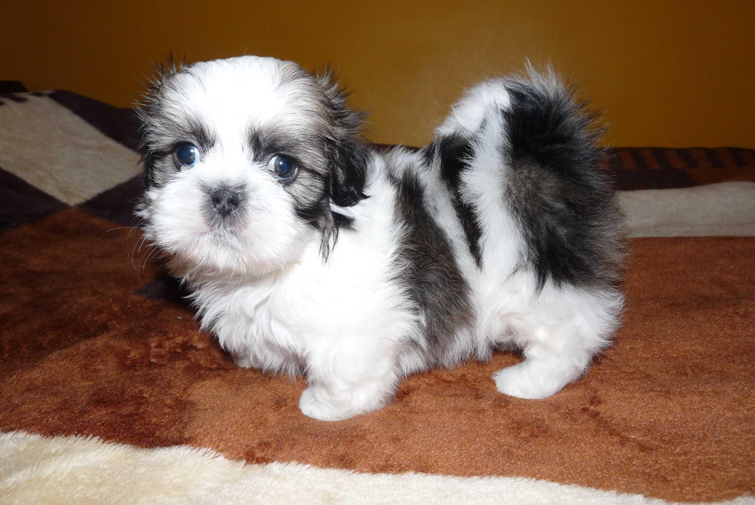 Shih Tzu, piesek Simba do odbioru od 19 lipca.