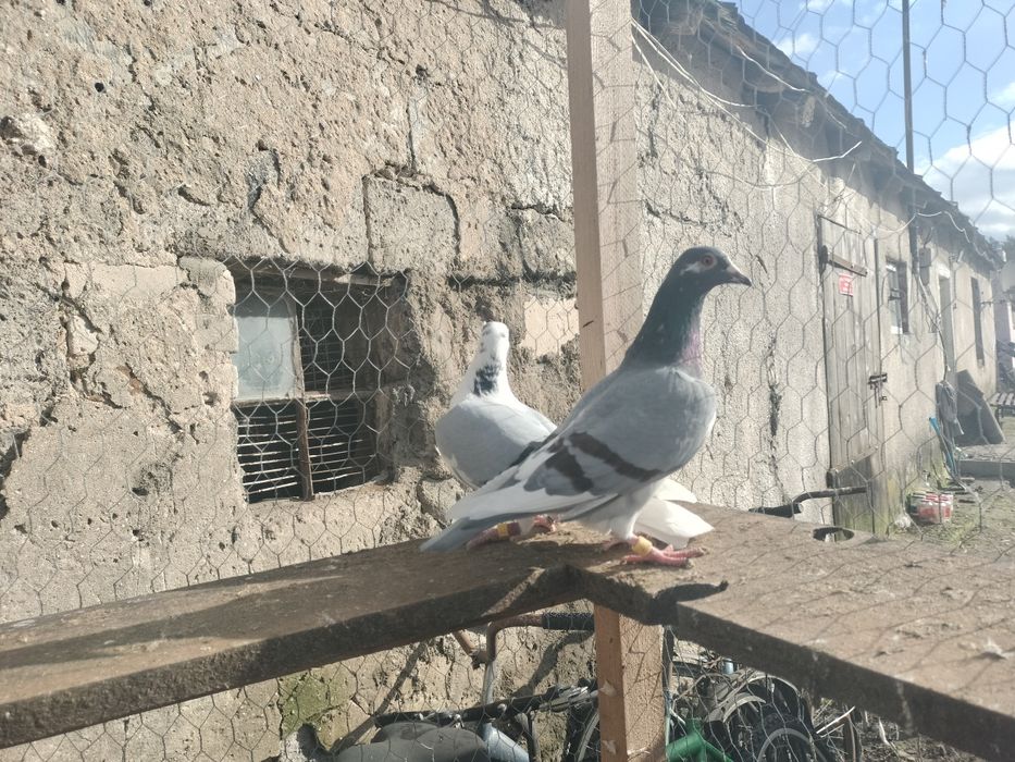 Sprzedam gołębie pocztowe