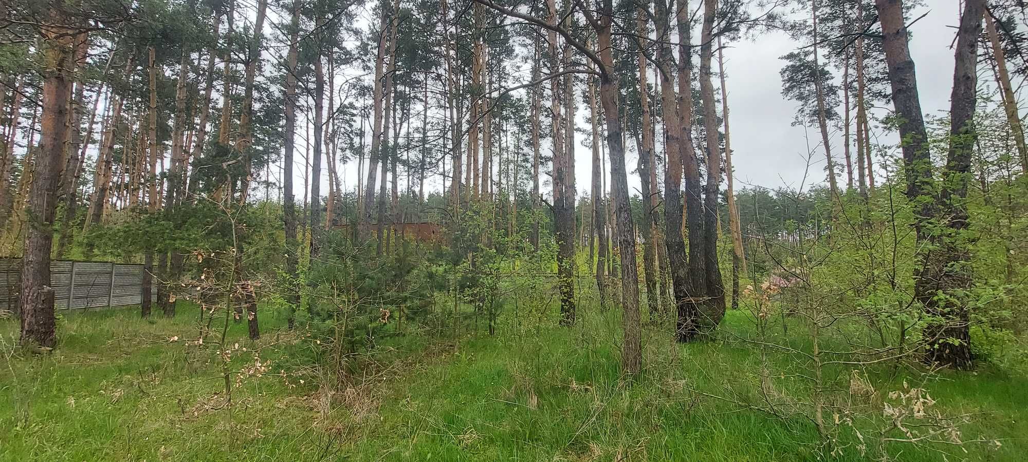 Продається З.Д.з будинком із шматочком власного соснового лісу