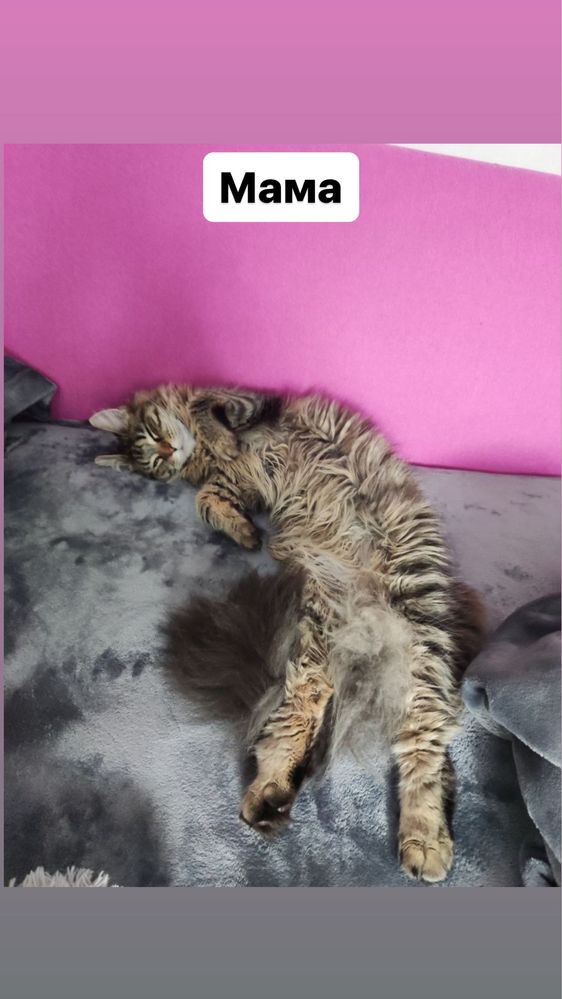 Продам котят мейн-кун