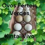 Ovos verdes Férteis e de galinha de carne