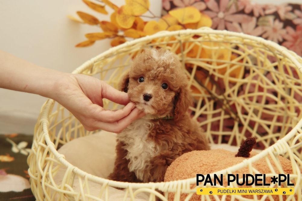 Pudel Toy Urocza Suczka Red Czerwona Niedługo Odbiór