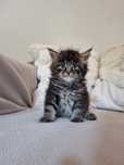Maine coon kocurek