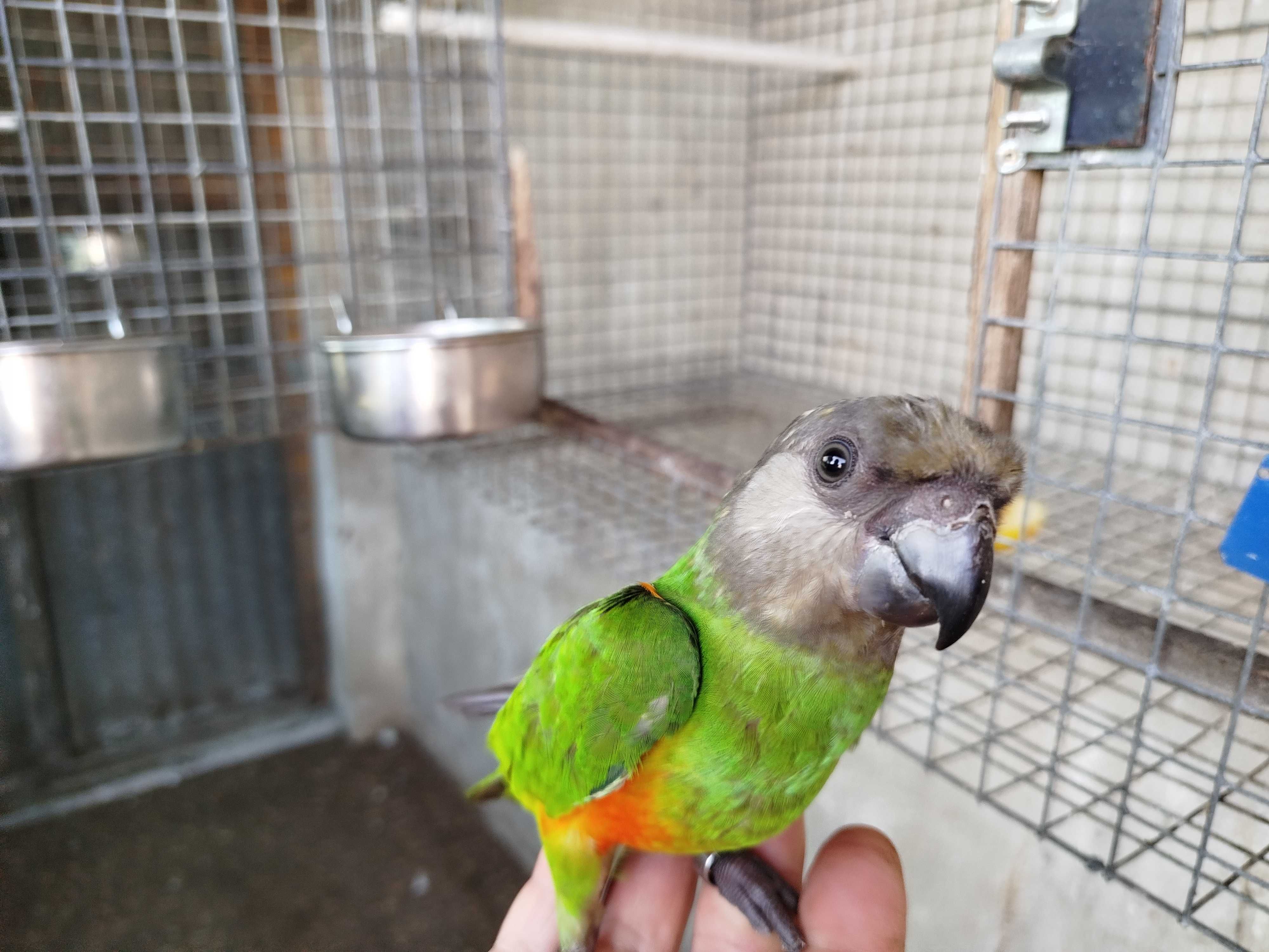 Aves bico curvo diversas espécie