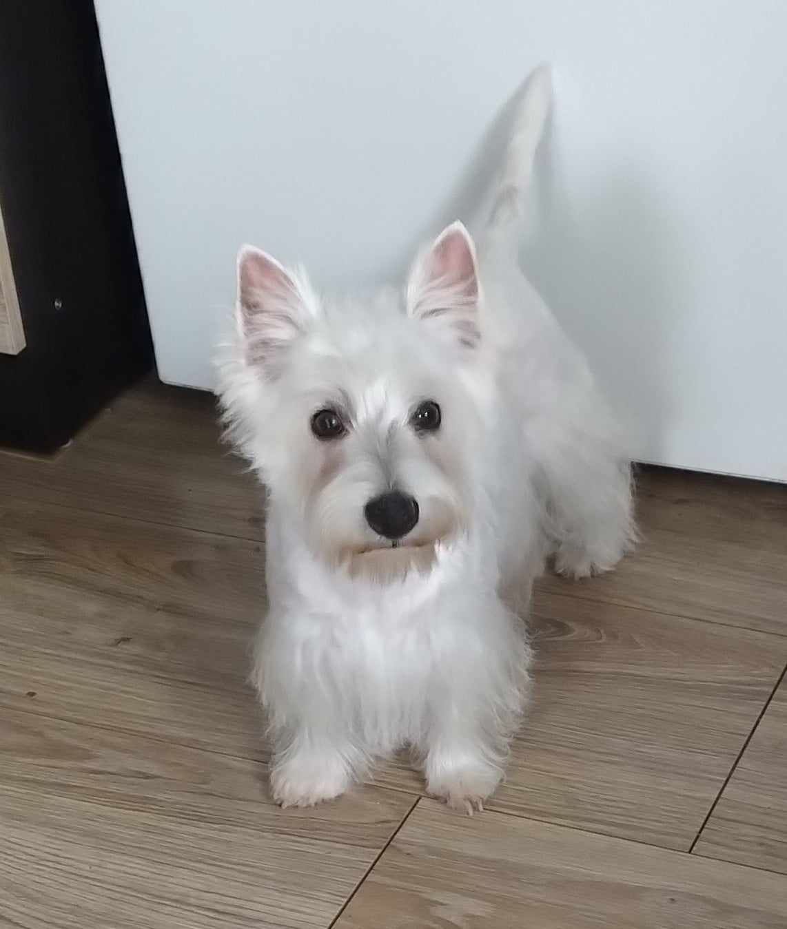 Sprzedam szczeniaka rasy west highland white terrier