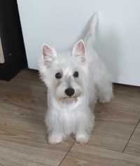 Sprzedam szczeniaka rasy west highland white terrier