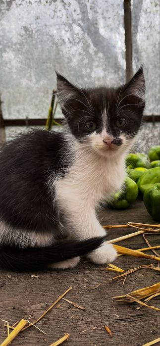 Віддам кошенят у хороші руки